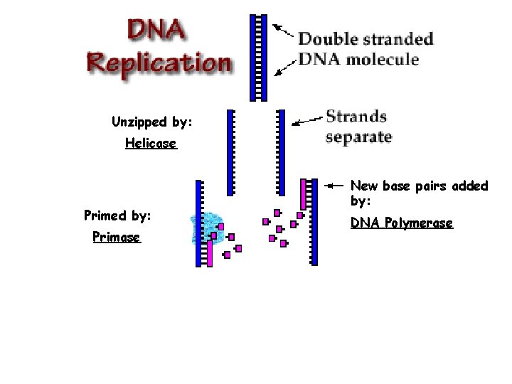 Unzipped by: Helicase Primed by: Primase New base pairs added by: DNA Polymerase 