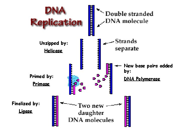 Unzipped by: Helicase Primed by: Primase Finalized by: Ligase New base pairs added by: