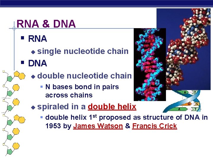 RNA & DNA § RNA u single nucleotide chain § DNA u double nucleotide