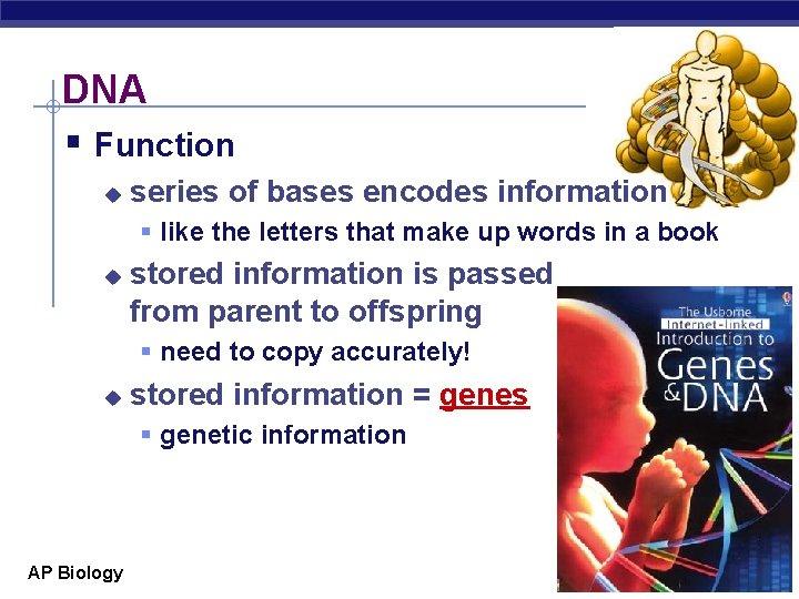 DNA § Function u series of bases encodes information § like the letters that