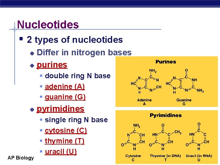Nucleotides § 2 types of nucleotides Differ in nitrogen bases u purines u §