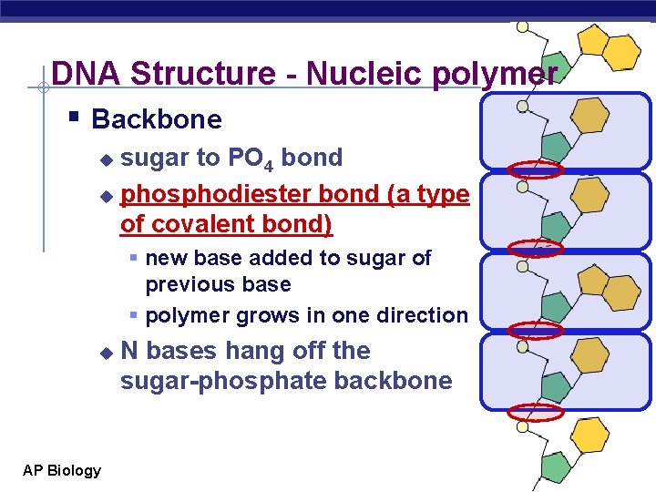 DNA Structure - Nucleic polymer § Backbone sugar to PO 4 bond u phosphodiester