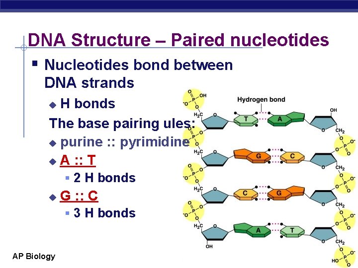 DNA Structure – Paired nucleotides § Nucleotides bond between DNA strands H bonds The