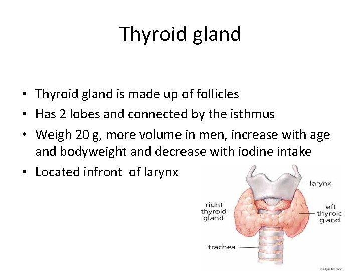 Thyroid gland • Thyroid gland is made up of follicles • Has 2 lobes