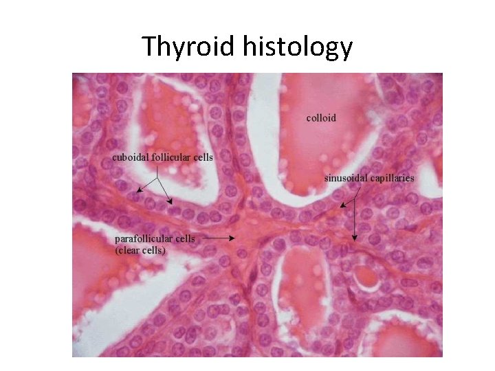 Thyroid histology 