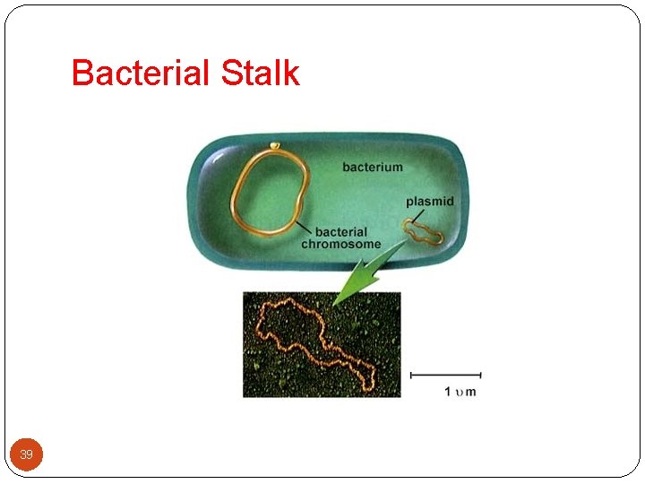 Bacterial Stalk 39 
