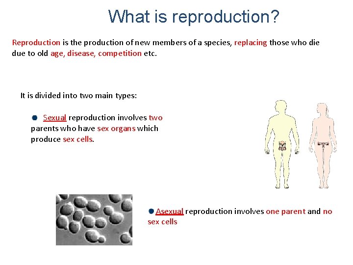 What is reproduction? Reproduction is the production of new members of a species, replacing