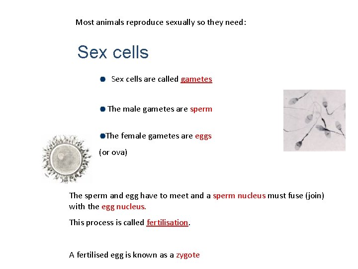 Most animals reproduce sexually so they need: Sex cells are called gametes The male