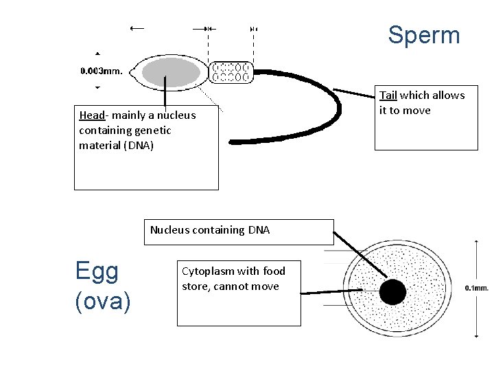 Sperm Head- mainly a nucleus containing genetic material (DNA) Nucleus containing DNA Egg (ova)