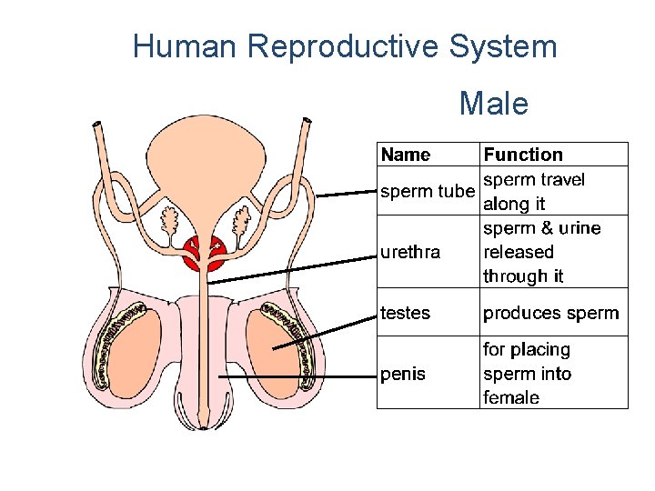 Human Reproductive System Male 
