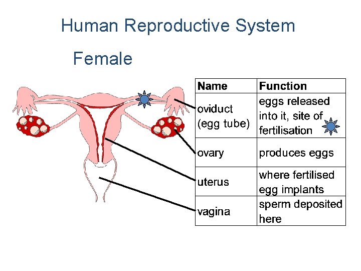 Human Reproductive System Female 