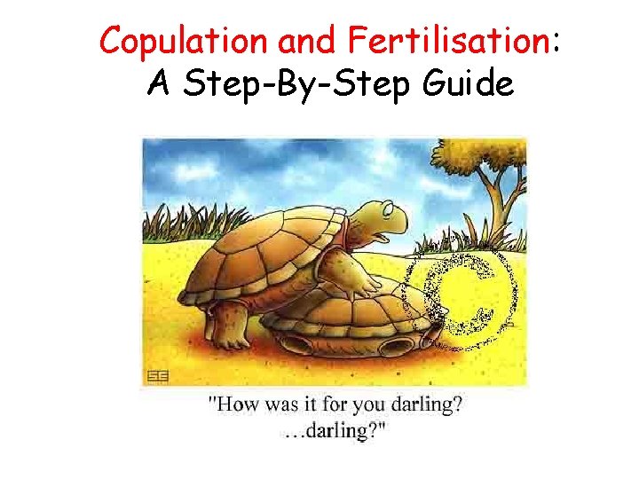 Copulation and Fertilisation: A Step-By-Step Guide 