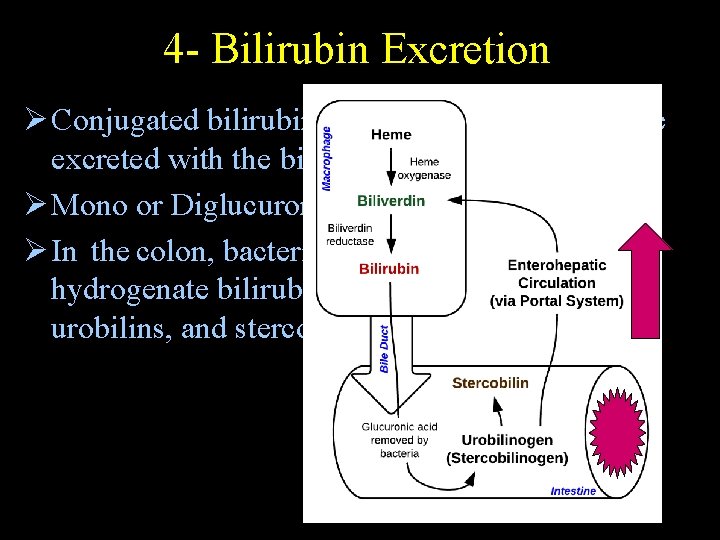 4 - Bilirubin Excretion Ø Conjugated bilirubin enter the bile ducts and are excreted