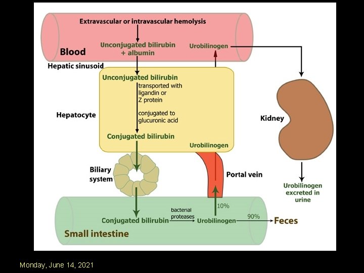 biliverdin reductase beta-glucuronidase Bilirubin oxidase 12 Monday, June 14, 2021 