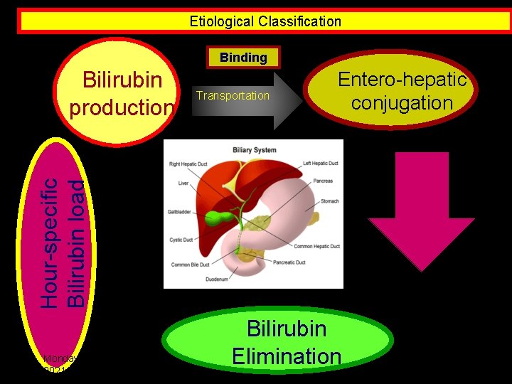 Etiological Classification Binding Transportation Entero-hepatic conjugation Hour-specific Bilirubin load Bilirubin production Monday, June 14,