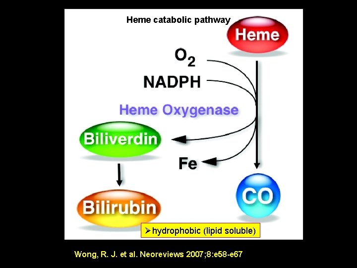 Heme catabolic pathway Øhydrophobic (lipid soluble) Monday, June 14, 2021 Wong, R. J. et