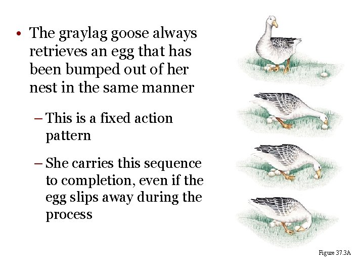  • The graylag goose always retrieves an egg that has been bumped out