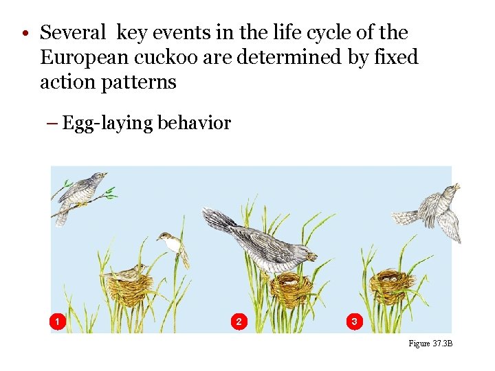  • Several key events in the life cycle of the European cuckoo are