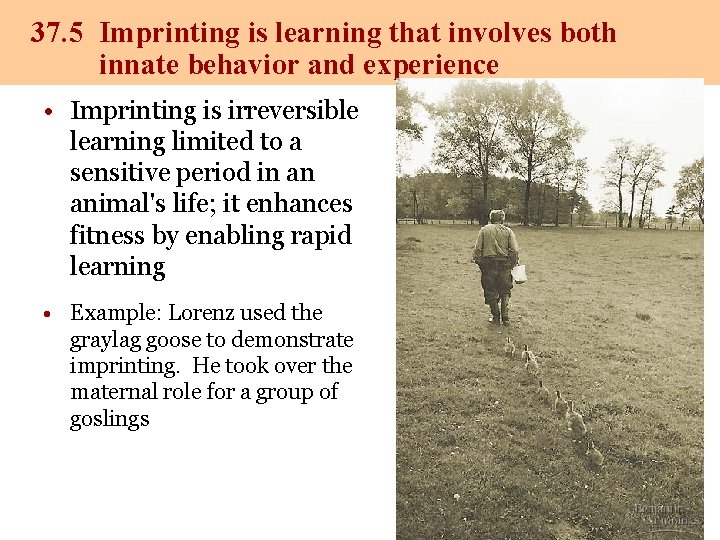 37. 5 Imprinting is learning that involves both innate behavior and experience • Imprinting
