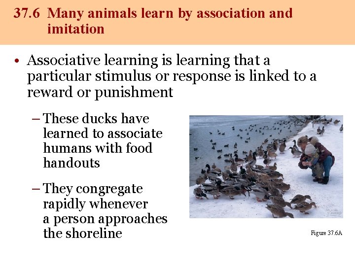 37. 6 Many animals learn by association and imitation • Associative learning is learning