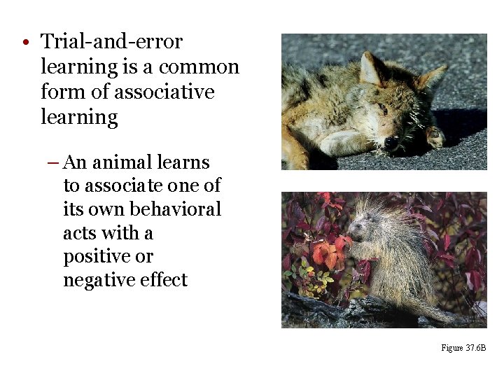  • Trial-and-error learning is a common form of associative learning – An animal