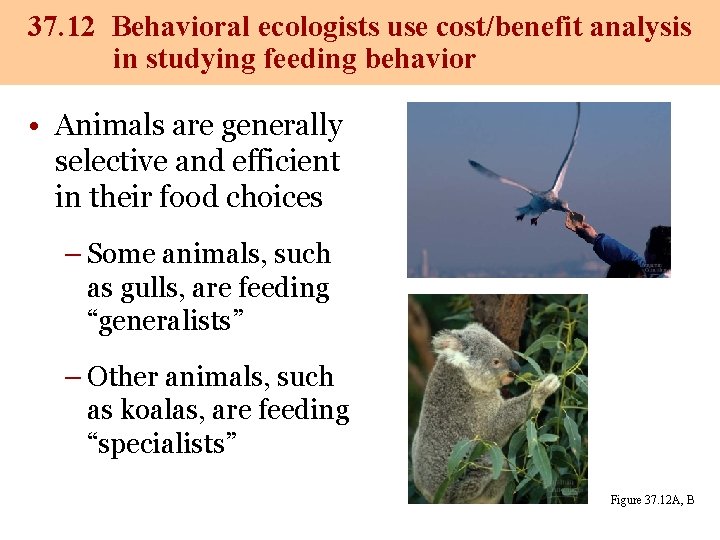 37. 12 Behavioral ecologists use cost/benefit analysis in studying feeding behavior • Animals are