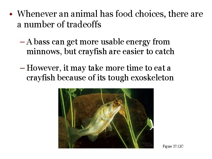  • Whenever an animal has food choices, there a number of tradeoffs –