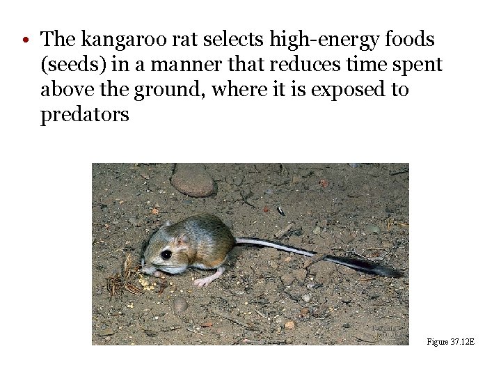  • The kangaroo rat selects high-energy foods (seeds) in a manner that reduces