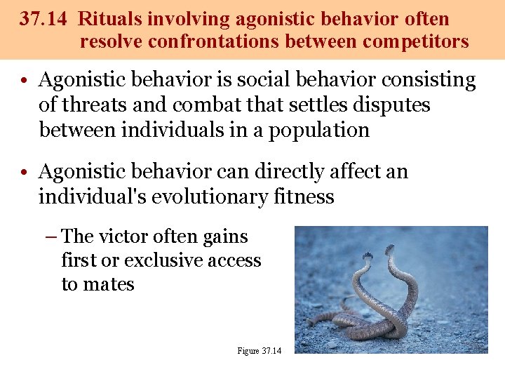37. 14 Rituals involving agonistic behavior often resolve confrontations between competitors • Agonistic behavior