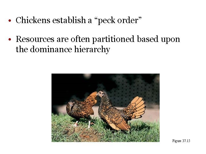  • Chickens establish a “peck order” • Resources are often partitioned based upon