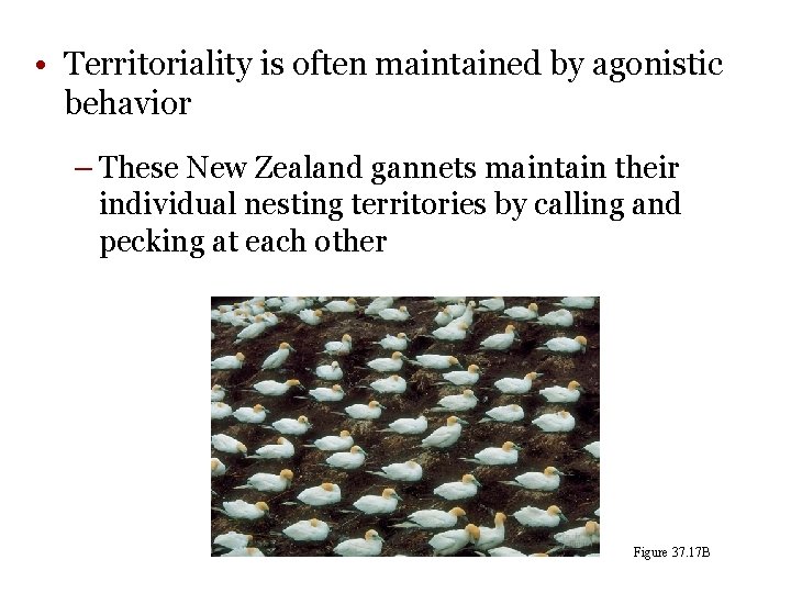  • Territoriality is often maintained by agonistic behavior – These New Zealand gannets