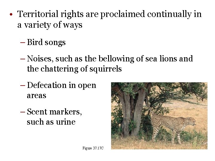  • Territorial rights are proclaimed continually in a variety of ways – Bird