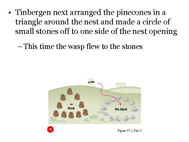  • Tinbergen next arranged the pinecones in a triangle around the nest and