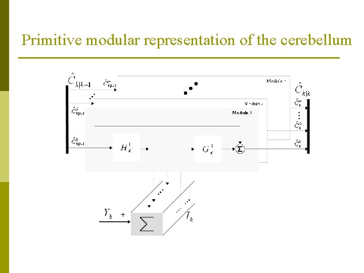 Primitive modular representation of the cerebellum 