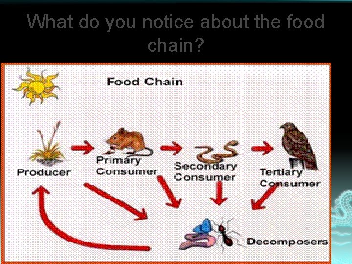 What do you notice about the food chain? 