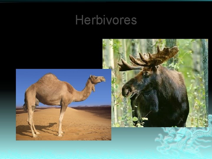 Herbivores Eat plants 