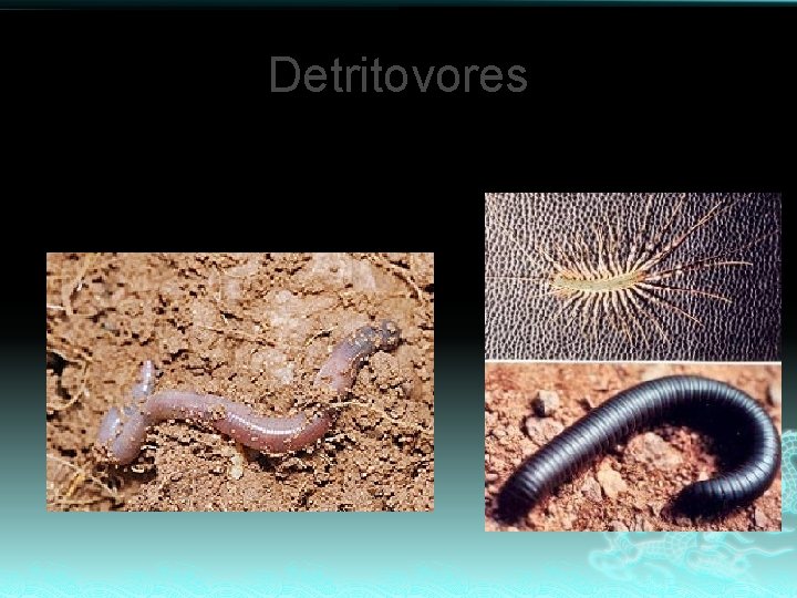 Detritovores Eat waste! (dead plants and animals, fecal matter ) 