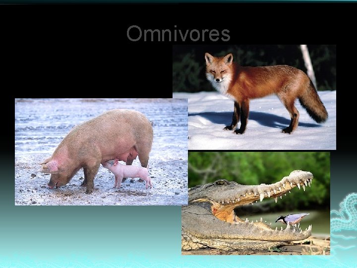 Omnivores Eat plants or animals 