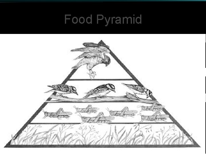 Food Pyramid 