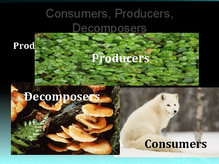 Consumers, Producers, Decomposers Producers: Producers Decomposers Consumers 