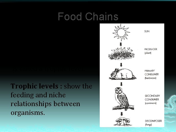 Food Chains Movement of energy from one organism to another Each step in a