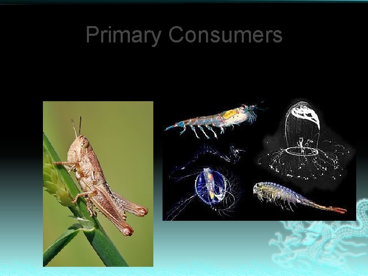 Primary Consumers Eat plants or algae 