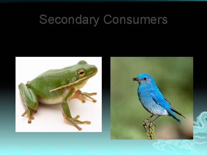 Secondary Consumers Eat animals that eat plants 
