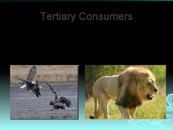 Tertiary Consumers High on the food chain Eat animals that eat other animals 