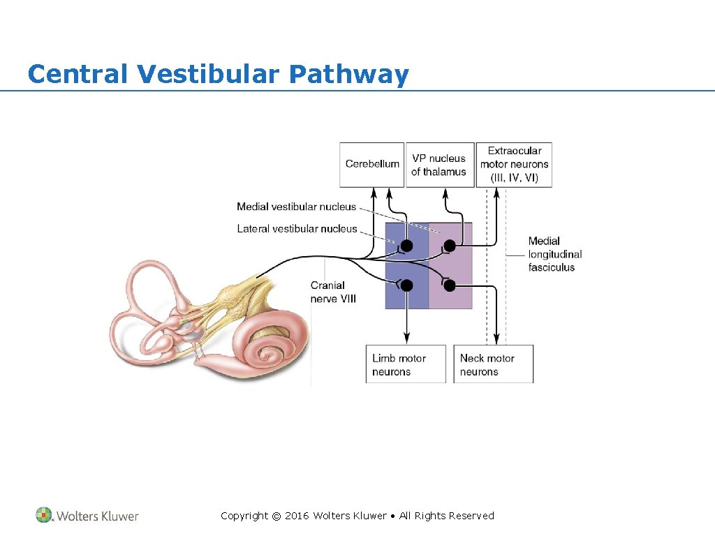 Central Vestibular Pathway Copyright © 2016 Wolters Kluwer • All Rights Reserved 