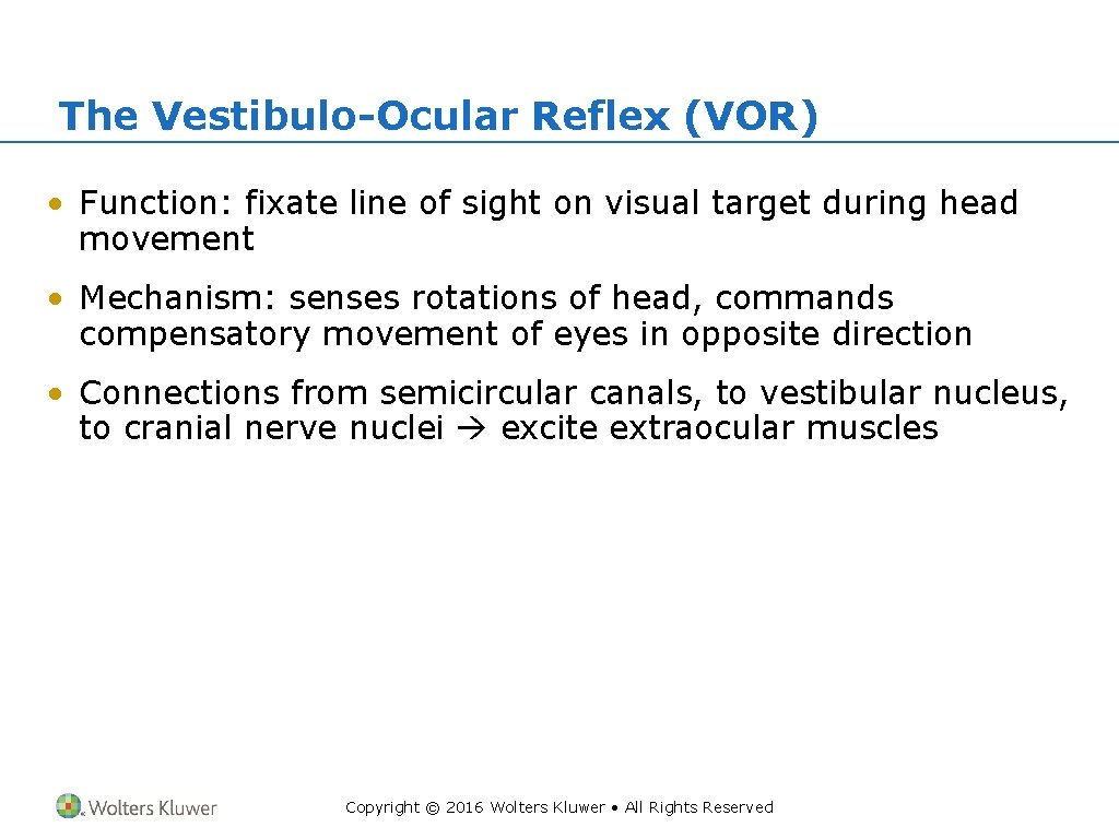 The Vestibulo-Ocular Reflex (VOR) • Function: fixate line of sight on visual target during