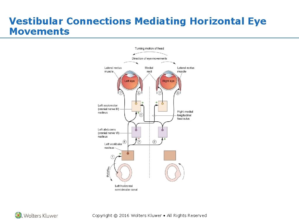 Vestibular Connections Mediating Horizontal Eye Movements Copyright © 2016 Wolters Kluwer • All Rights