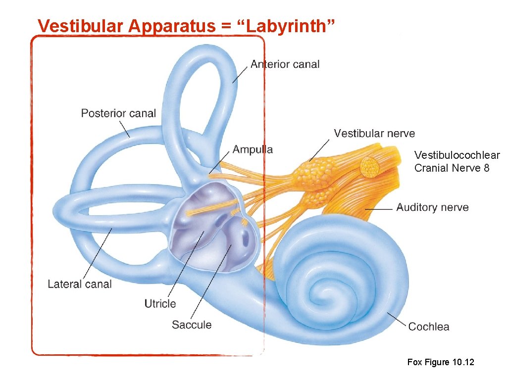 Vestibular Apparatus = “Labyrinth” Vestibulocochlear Cranial Nerve 8 Fox Figure 10. 12 