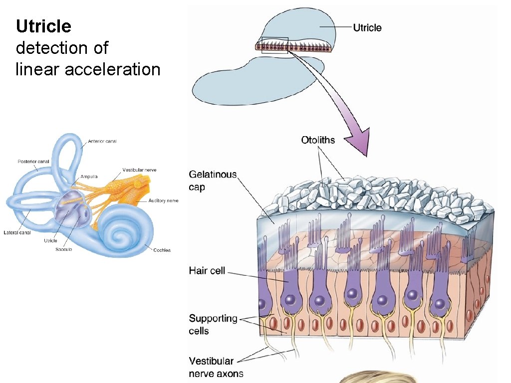 Utricle detection of linear acceleration 