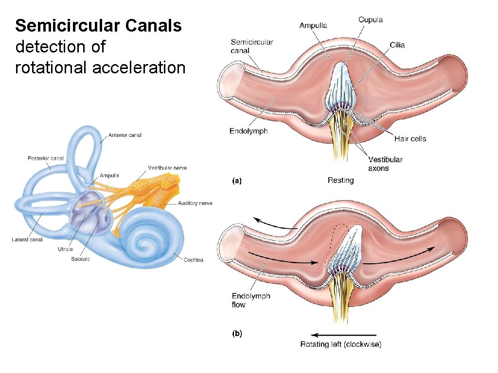 Semicircular Canals detection of rotational acceleration 